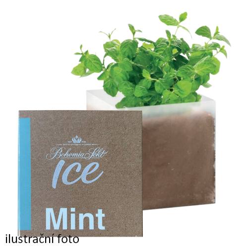 Bohemia Sekt ICE semínka máty